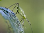 Uno dei miei primi scatti con la E-M10 con obiettivo auto revuenon 50 1.8 su 2cm di tubi (che casino mettere a fuoco :-)) iso1600 f/8 1/500