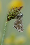 Pyrgus