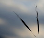 Minimal