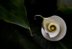 ARMONIA