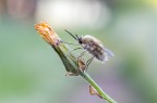 Bombylius
