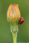 Un Fiore... Fortunato...