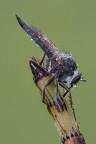 Asilide
