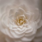 armonia