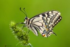 Papilio machaon