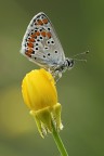 Polyommato Icarus