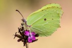 Gonepteryx rhamni