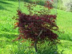 la natura in gabbia
