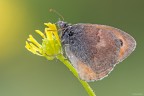 Coenonympha pamphilius

[url=http://s13.postimg.org/9j0iq033p/2014_05_10_9229.jpg]Versione HR[url]

Commenti sempre graditissimi!