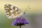 Pontia edusa