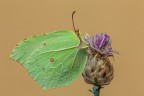 Cedronella