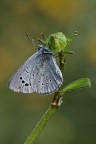 Glaucopsyche alexis