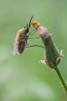 Bombylius 2