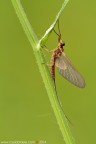 Rhithrogena sp. (Ephemeroptera - Heptageniidae)
Canon EOS 7D + Sigma 180mm f/3.5 EX DG HSM Macro
f11 - 1/10s - ISO 100
06.04.2014 ore 7.45
Suggerimenti e critiche sempre ben accetti
[url=http://www.rossidaniele.com/HR/_MG_8062copia-mdc-1500.jpg]Versione HR[/url]

www.rossidaniele.com