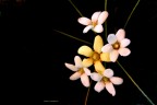 luci di primavera