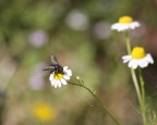 La mosca