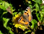Vanessa dell'ortica