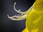 Scatto realizzato con pentacon 50 1.8 su tubi, non ricordo a che diaframma ma ipotizzo un f/8 1/400 iso400