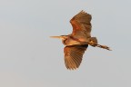 Airone rosso (ardea purpurea) Airone rosso (ardea purpurea)