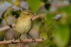Lu piccolo (Phylloscopus collybita)