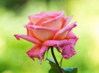 Rosa*
