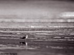 Solitudine