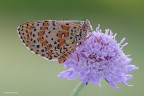 Focus stacking di 6 scatti, mi sono imposto di mettere a fuoco tutto il posatoio, non credo che ce ne fosse motivo, giusto per mettermi alla prova.. commenti graditissimi!

[url=http://s28.postimg.org/t7txuwwor/2014_05_21_9521f.jpg]Versione HR[/url]

un saluto
Andrea