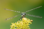Macrolibellula