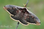 Saturnia pyri