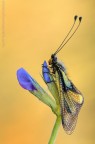 Libelloides....