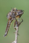 Predator