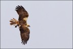 Falco di palude