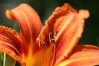 Canon 70D - Tamron macro 90