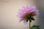 fiore