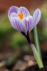Tornando a Primavera
