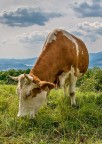 Muuuu