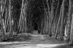 La pineta