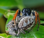 Shelob