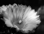 carezze di luce