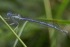 Libellula I