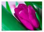 Green &amp; Pink