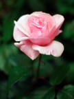 Rosa 2