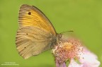 Maniola jurtina
