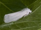 falena bianca