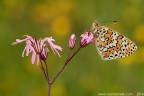 Melitaea cinxia (Linnaeus, 1758) (Lepidoptera  Nymphalidae)
Canon EOS 7D + Sigma 180mm f/3.5 EX DG HSM Macro
f16 - 0.4s - ISO 125
11.05.2014
Suggerimenti e critiche sempre ben accetti
[url=http://www.rossidaniele.com/HR/_MG_8258copia-mdc-1500.jpg]Versione HR[/url]