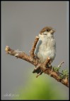 350d, 55-250is, 400mm eq, f6,3 iso 200