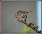 350d, 55-250is, 400mm eq, 1/640 f6,3 iso200