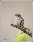 350d, 55-250os, 400mm eq, 1/640 f6,3 iso 100