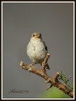 350d, 55-250is, 400mm eq, 1/400 f/6,3 iso 100