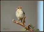 350d, 55-250is, 400mm eq, 1/320 f/6,3 iso 100